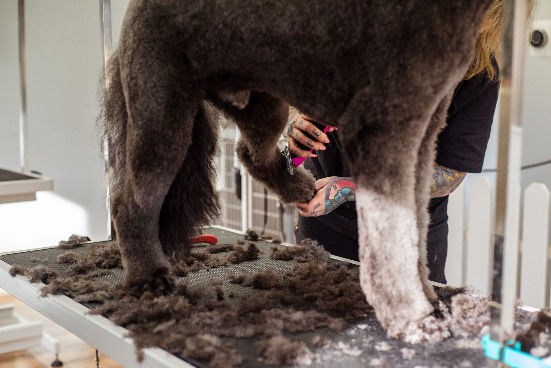 Poodle mid-paw-trim