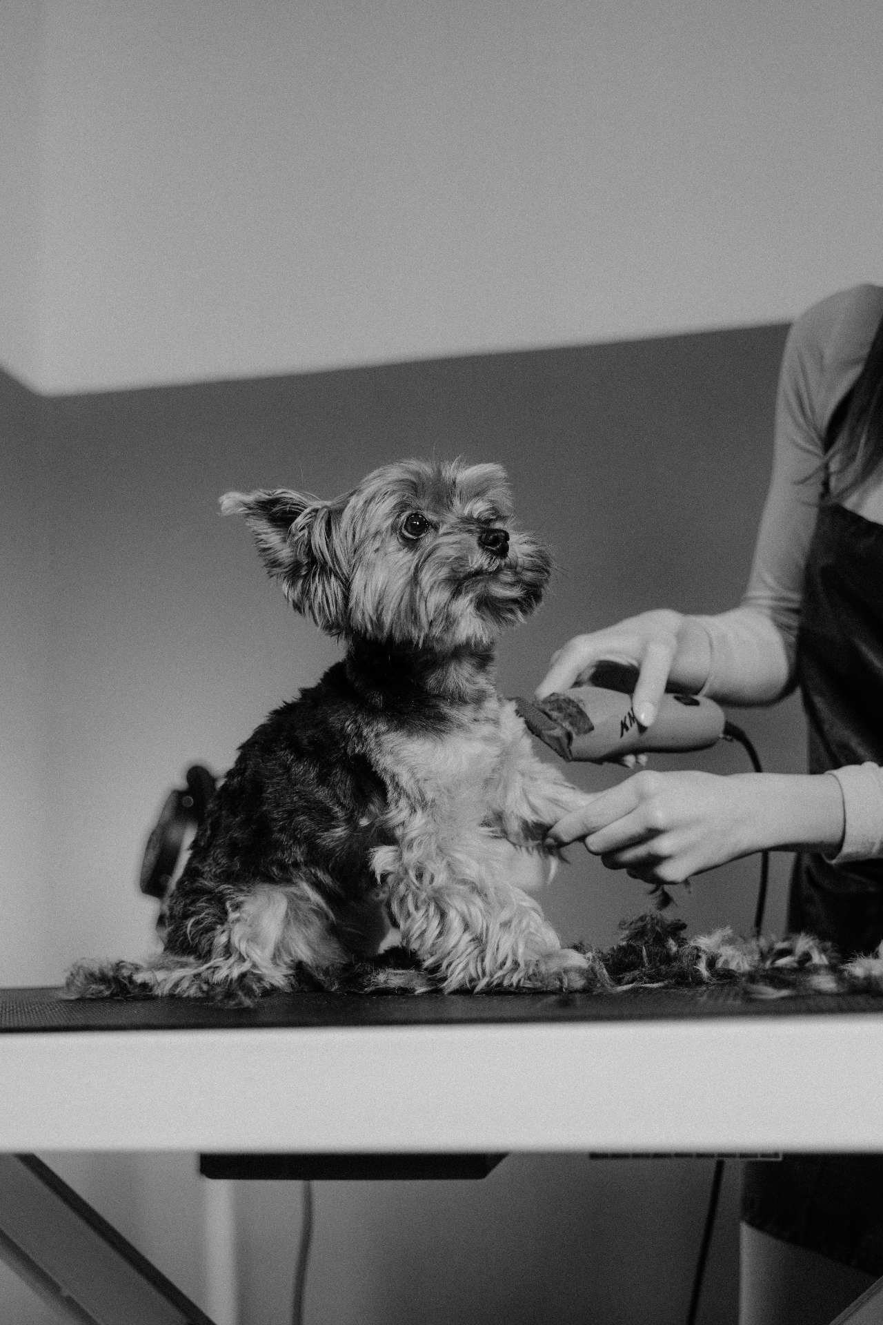Yorkie getting a paw trim